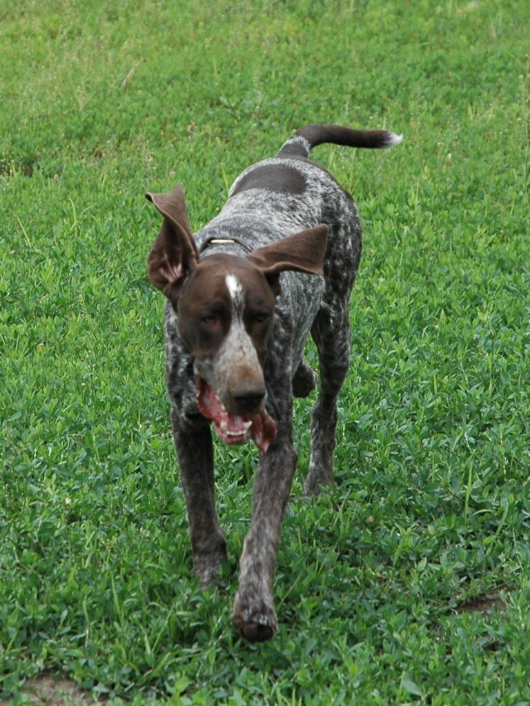 Running hound dog